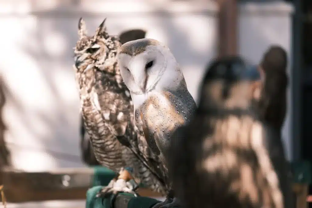 367437711 156544864138293 150136809678986535 n original webp